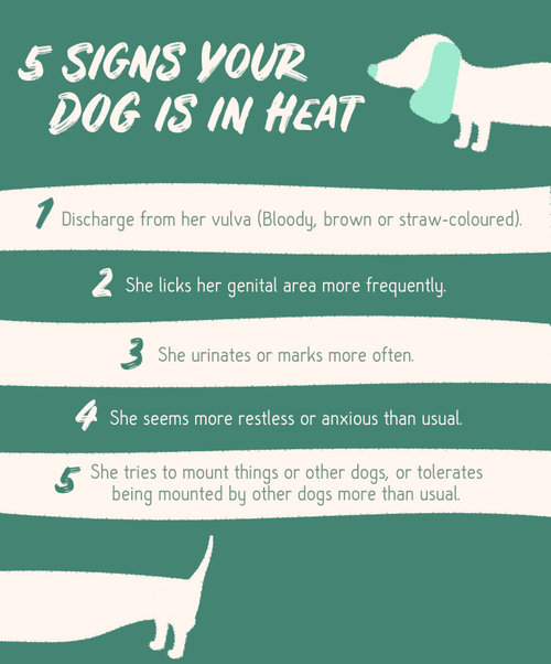 What You Should Know About Spaying Your Pet In Heat | Gaiavets