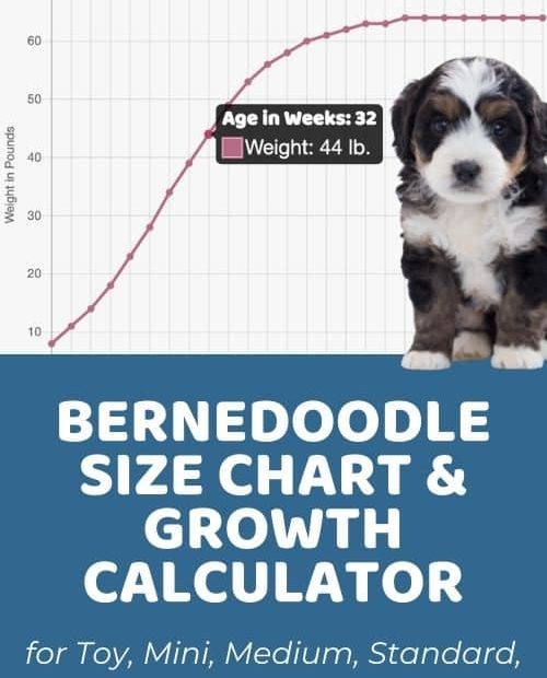 Bernedoodle Size Chart With 63,000+ Bernedoodle Weight Data Points