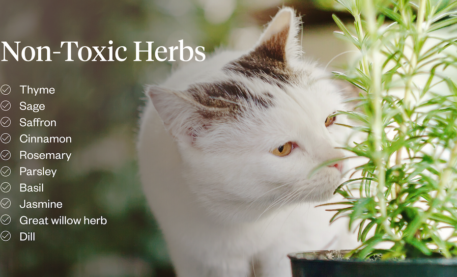 Herbs Toxic To Cats: 13 Herbs To Avoid In Your Home | Dutch
