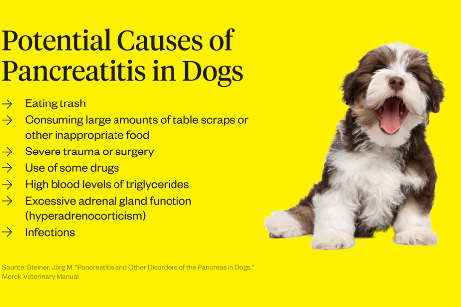 Pancreatitis In Dogs: Symptoms, Causes & Treatment | Dutch