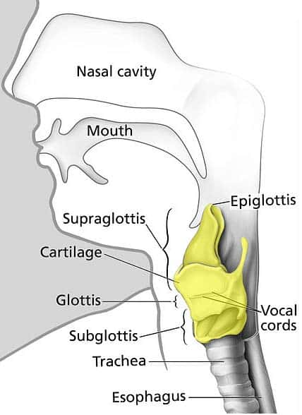 The Larynx - Cartilages - Muscles - Teachmeanatomy