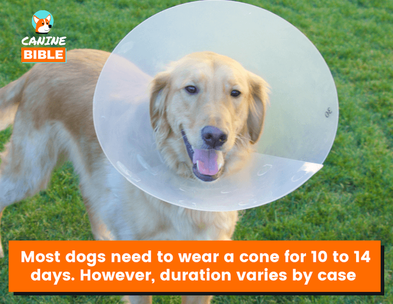 How Long Should A Dog Wear A Cone After Neuter, Spay? After 7 Days? 10 Or  More? - Canine Bible