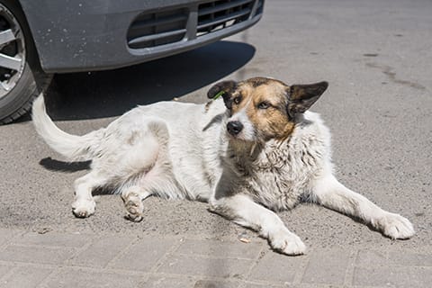 What Should I Do If My Dog Drinks Antifreeze? | Rock Hill Vet | Carolina  Veterinary Specialists