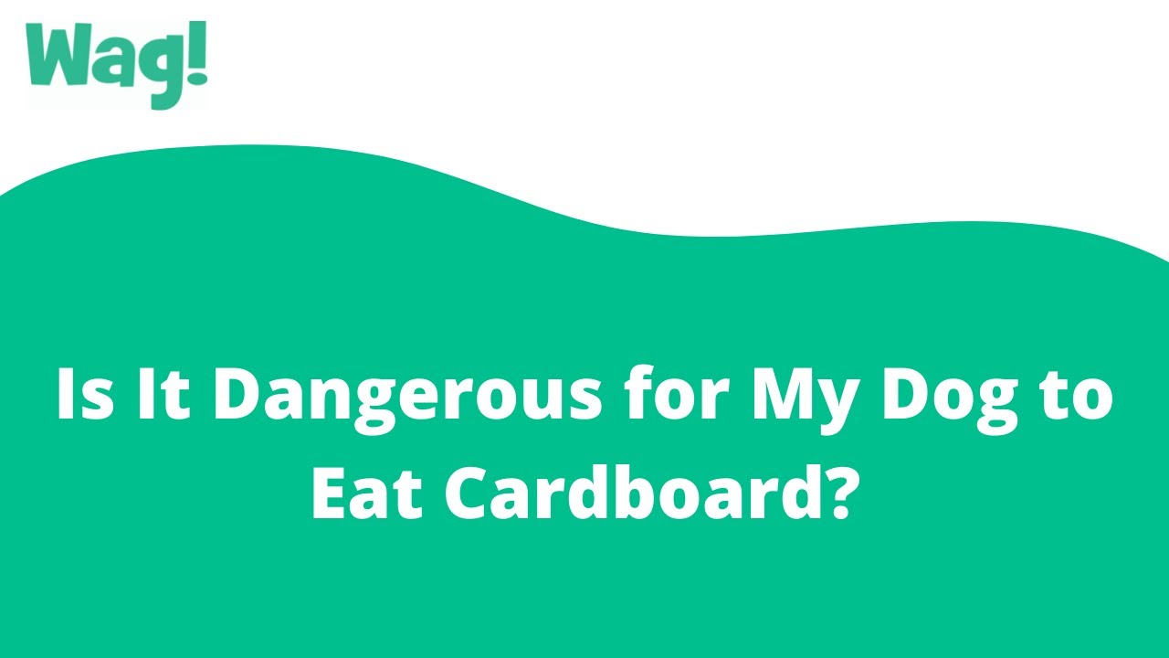 Is It Dangerous For My Dog To Eat Cardboard?