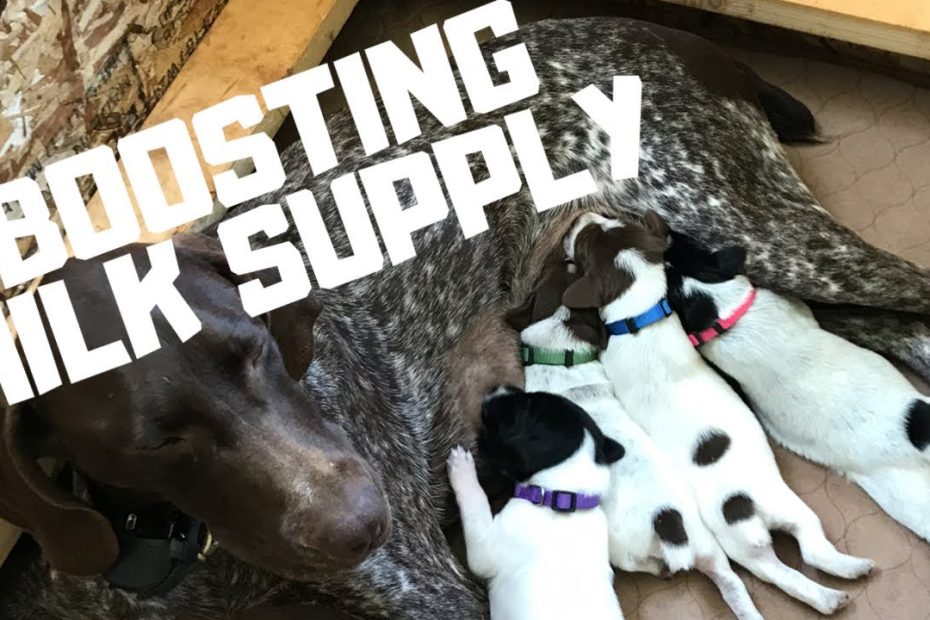 How To Help Increase And Boost Your Nursing Lactating Dogs Milk Supply -  Youtube