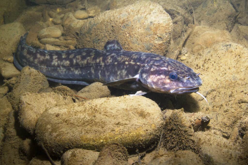 Burbot Vs Bowfin: What Are Their Differences? - Az Animals