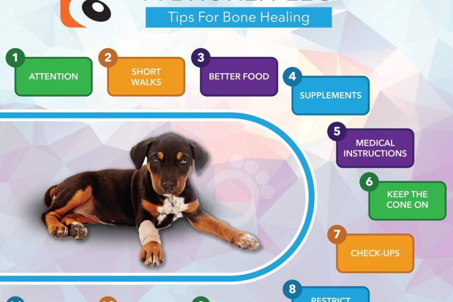 Dog Broken Leg Recovery - Tips To Help Your Dog'S Bones Heal Properly –  Boneo Canine